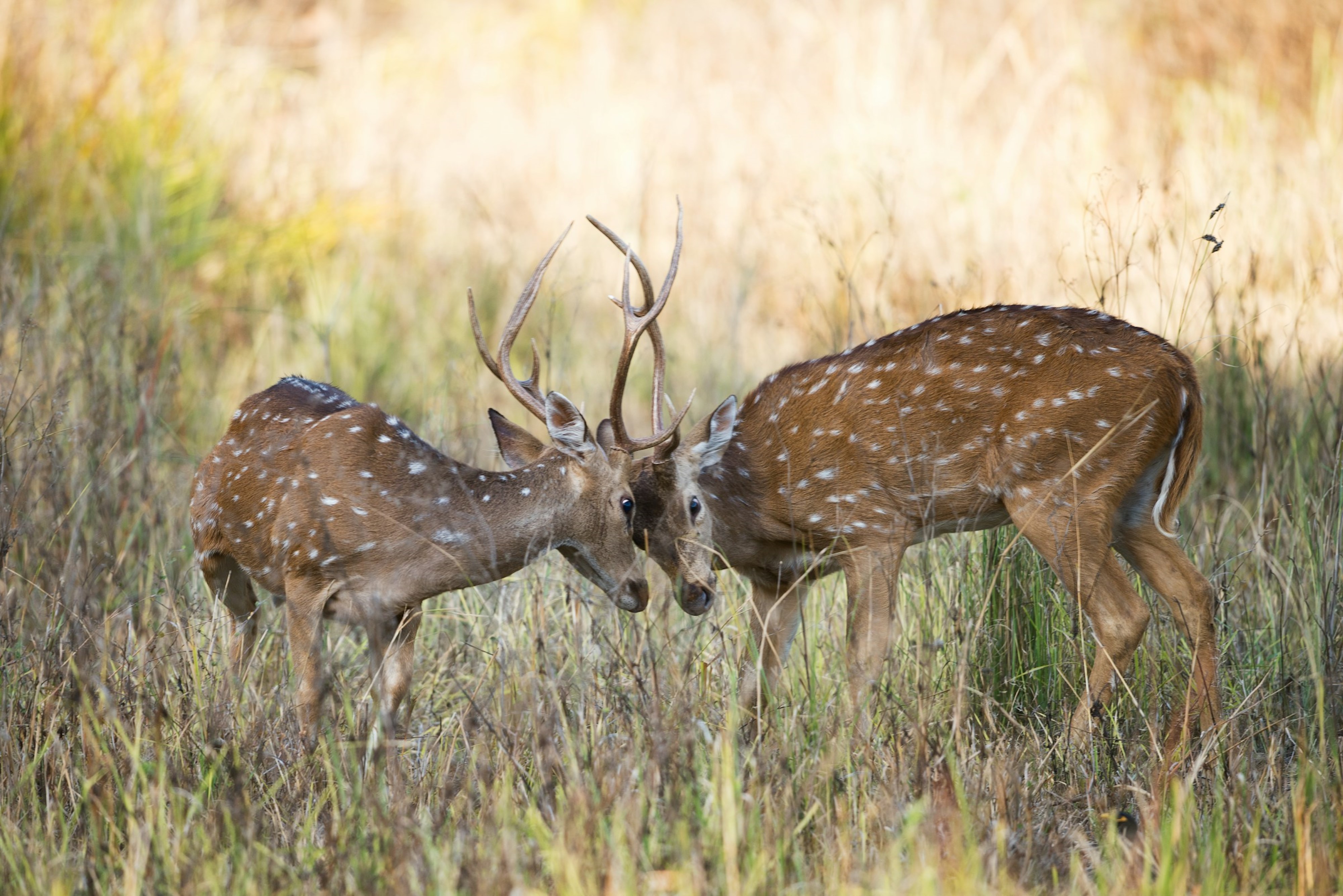 Kanha National Park